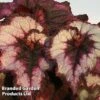 Begonia 'Blackberry Swirl' 1 Begonia 'Blackberry Swirl' -Plants Sales Store 249395