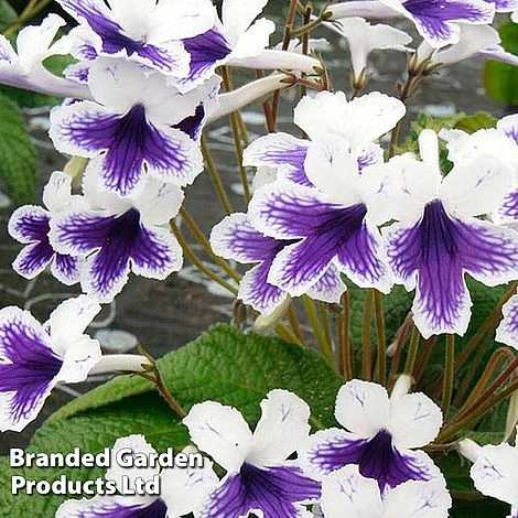 Streptocarpus 'Marion' 3 Streptocarpus 'Marion'