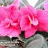 Saintpaulia 'Otoe' -Plants Sales Store 255015