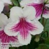 Streptocarpus 'Sioned' -Plants Sales Store 255135