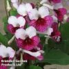 Streptocarpus 'Dwynwen' 1 Streptocarpus 'Dwynwen' -Plants Sales Store 262733