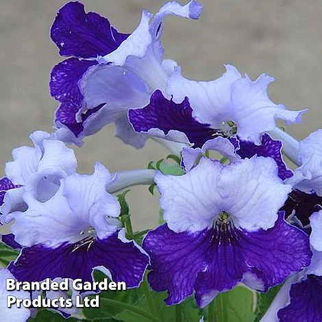 Streptocarpus 'Manon' 3 Streptocarpus 'Manon'