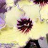 Streptocarpus 'Lemon Sorbet' 1 Streptocarpus 'Lemon Sorbet' -Plants Sales Store 265514a