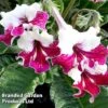 Streptocarpus 'Titania' -Plants Sales Store 265517a