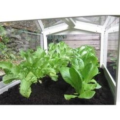 Long Cloche 7 Long Cloche -Plants Sales Store 505352a