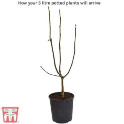 Magnolia X Loebneri 'Leonard Messel' -Plants Sales Store 5litre potted plant 1