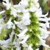 Stachys Officinalis 'Wisley White' -Plants Sales Store 64658 STAC WISLEYWHI1