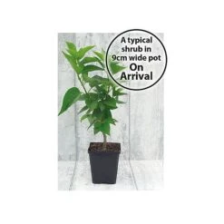 Acer Palmatum -Plants Sales Store 9cmshrub