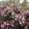Abelia 'Edward Goucher' 2 Abelia 'Edward Goucher' -Plants Sales Store ABEL T66045 A
