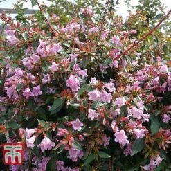 Abelia 'Edward Goucher'