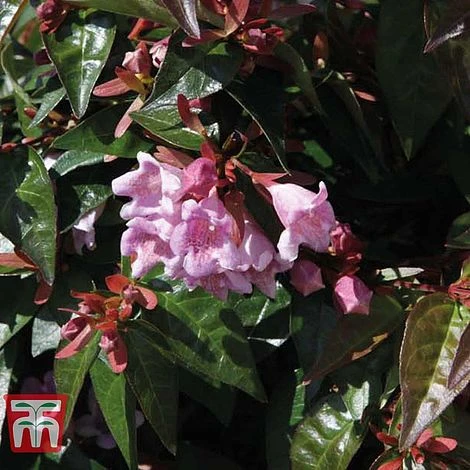 Abelia 'Edward Goucher' 4 Abelia 'Edward Goucher' - Image 2