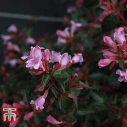 Abelia 'Edward Goucher' 8 Abelia 'Edward Goucher' -Plants Sales Store ABEL T66045 C