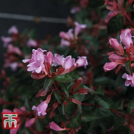 Abelia 'Edward Goucher' 5 Abelia 'Edward Goucher' - Image 3