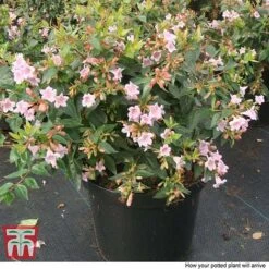 Abelia 'Edward Goucher' 9 Abelia 'Edward Goucher' -Plants Sales Store ABEL T66045 P