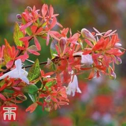 Abelia X Grandiflora 'Francis Mason' -Plants Sales Store ABEL T66046 B