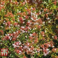 Abelia X Grandiflora 'Francis Mason' -Plants Sales Store ABEL T66046 C