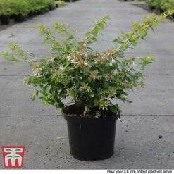 Abelia X Grandiflora 'Francis Mason' -Plants Sales Store ABEL T66046 P