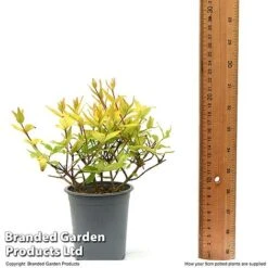 Abelia X Grandiflora 'Kaleidoscope' 15 Abelia X Grandiflora 'Kaleidoscope' -Plants Sales Store ABEL KALEID9CM T50085