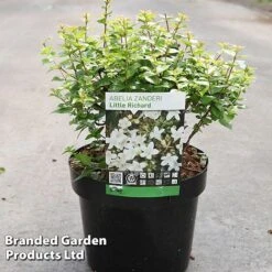 Abelia Zanderi 'Little Richard'