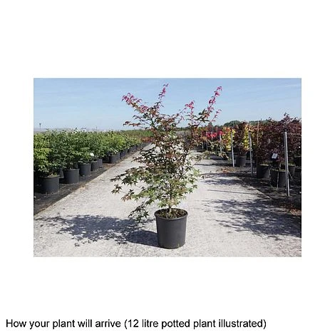 Acer Palmatum 'Deshojo' 4 Acer Palmatum 'Deshojo' - Image 2