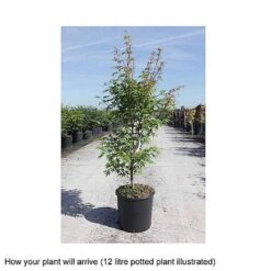 Acer Palmatum 'Sango-kaku' -Plants Sales Store ACER T68240 B