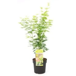 Acer Palmatum 'Going Green®' -Plants Sales Store ACER T72069 A1