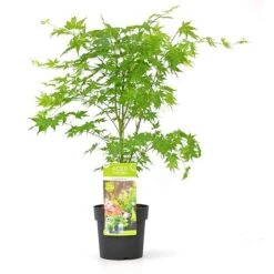 Acer Palmatum 'Going Green®' -Plants Sales Store ACER T72069 B
