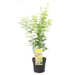 Acer Palmatum 'Going Green®' -Plants Sales Store ACER T72069 NOW1