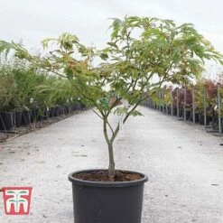 Acer Japonicum 'Aconitifolium' 9 Acer Japonicum 'Aconitifolium' -Plants Sales Store ACER TKA3062 A