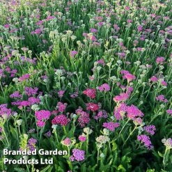 Achillea Millefolium 'Pink Grapefruit' (Tutti Frutti Series) -Plants Sales Store ACHI PINKGRAPE S44997