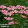 Achillea Millefolium 'Pink Grapefruit' (Tutti Frutti Series) 1 Achillea Millefolium 'Pink Grapefruit' (Tutti Frutti Series) -Plants Sales Store ACHI PINKGRAPE W44912