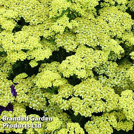 Achillea 'Summer Fruits Lemon' 3 Achillea 'Summer Fruits Lemon'