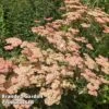 Achillea 'Summer Fruits Salmon' -Plants Sales Store ACHI SUMFRUSAL W44918
