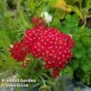 Achillea 'Fanal' ('The Beacon') -Plants Sales Store ACHI THEBEACON L44914