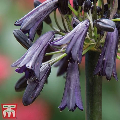 Agapanthus 'Black Magic' 4 Agapanthus 'Black Magic' - Image 2