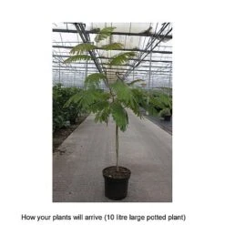 Albizia Julibrissin 'Ombrella' 9 Albizia Julibrissin 'Ombrella' -Plants Sales Store ALBI T67850 B h