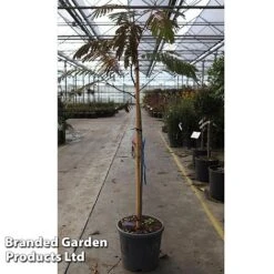 Albizia Julibrissin 'Evy's Pride'