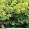 Alchemilla Mollis -Plants Sales Store ALCH KA4175 A