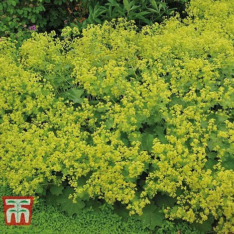 Alchemilla Mollis 4 Alchemilla Mollis - Image 2