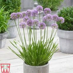Allium 'Millenium' -Plants Sales Store ALLI TKA0092 B