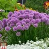 Allium 'Millenium'