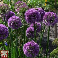 Allium 'Millenium' -Plants Sales Store ALLI TKA0092 E
