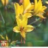 Alstroemeria 'Sweet Laura' 2 Alstroemeria 'Sweet Laura' -Plants Sales Store ALST 10390 A