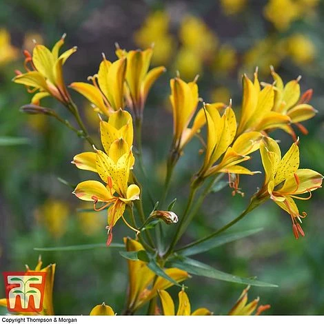 Alstroemeria 'Sweet Laura' 4 Alstroemeria 'Sweet Laura' - Image 2
