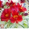 Alstroemeria 'Rock 'n' Roll'