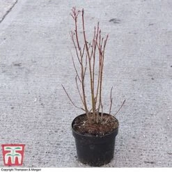 Amelanchier Alnifolia 'Obelisk' 7 Amelanchier Alnifolia 'Obelisk' -Plants Sales Store AMEL 67856 A