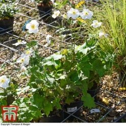 Anemone X Hybrida 'Honorine Jobert' 11 Anemone X Hybrida 'Honorine Jobert' -Plants Sales Store ANEM 58296 A1