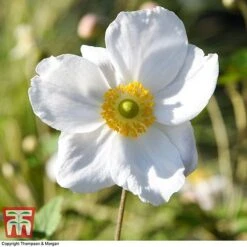 Anemone X Hybrida 'Honorine Jobert' 14 Anemone X Hybrida 'Honorine Jobert' -Plants Sales Store ANEM 58296 A4