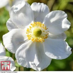 Anemone X Hybrida 'Honorine Jobert' 15 Anemone X Hybrida 'Honorine Jobert' -Plants Sales Store ANEM 58296 A5