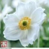 Anemone X Hybrida 'Honorine Jobert' -Plants Sales Store ANEM T58296 A